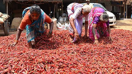 Chilli farmers in TN’s Ramanathapuram hit hard by unseasonal rain, exports dip