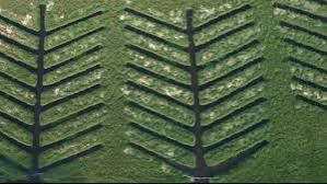 TN plants 20,000 mangroves along Buckingham canal to boost Chennai’s climate resilience