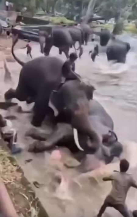 Tourist from Tamil Nadu killed as captive elephant fights with another elephant in Karnataka’s Dubare camp